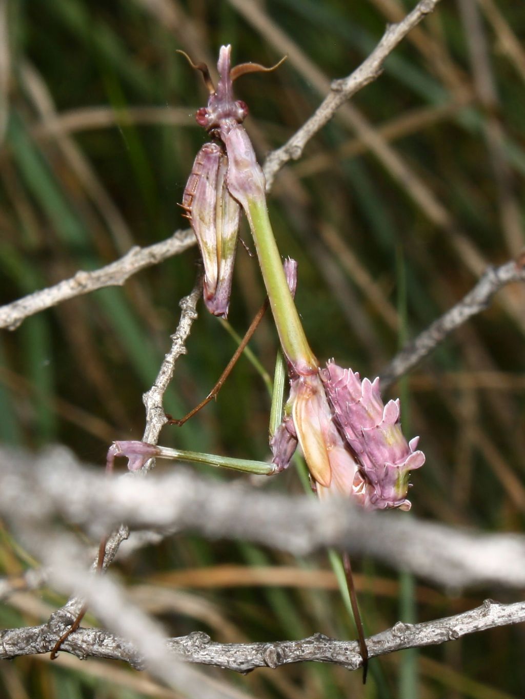 Empusa pennata 1 e 2